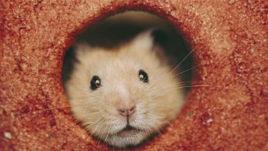 La vraie fausse histoire de Raggot le hamster mort pendant un jeu sexuel